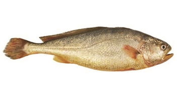 宁波水产批发市场发布十大海鲜排行 小眼睛带鱼销量连续11年排第一