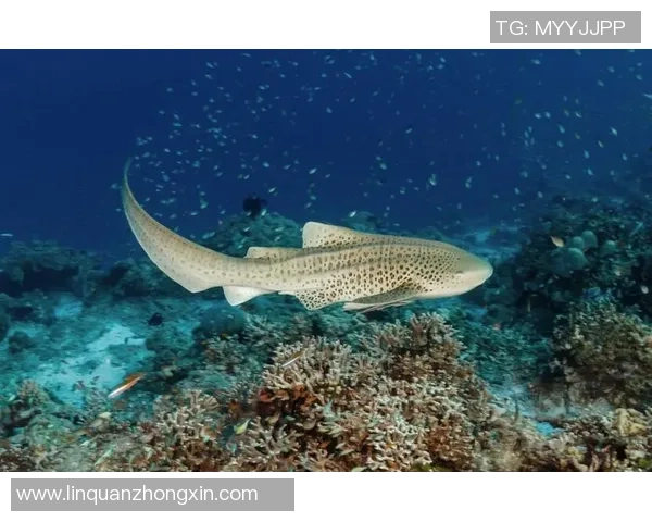 足球明星与鲨鱼亲密互动揭秘养鲨鱼背后的趣味与挑战